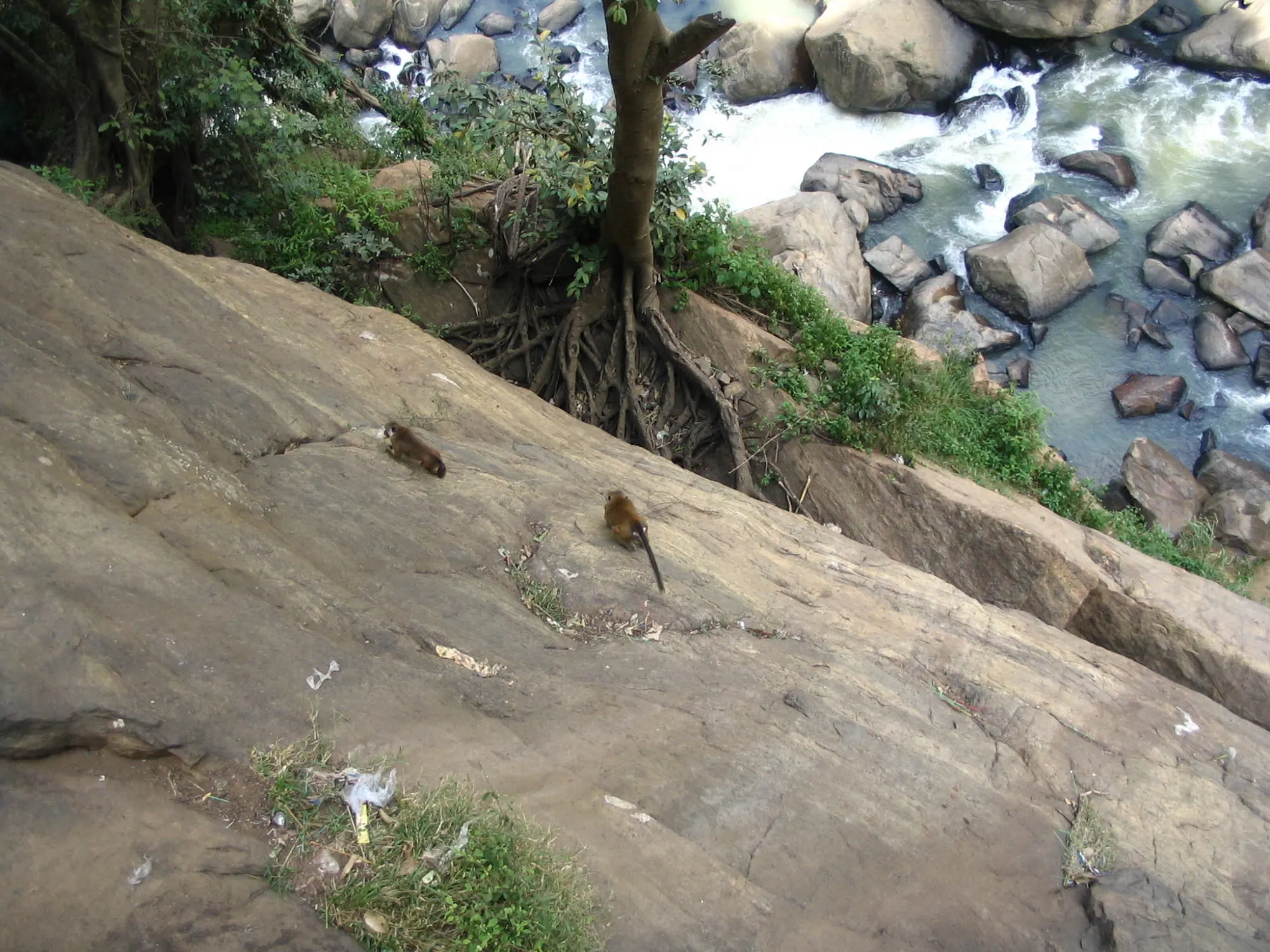 Apes, Rawana Falls, Ella