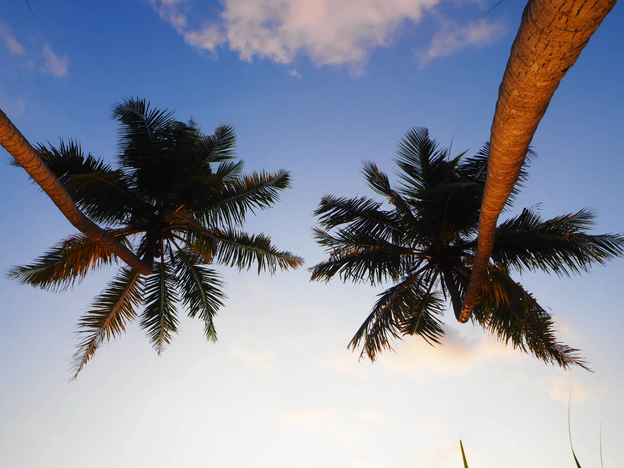 Palms on Balapitiya Beach in front of the Raja Beach Hotel