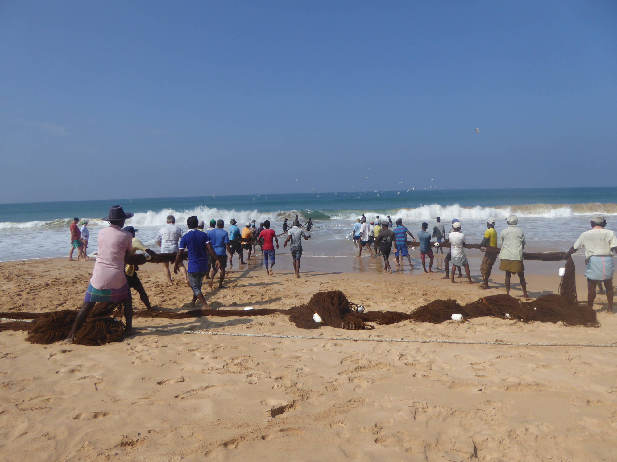 Fischerei: Strandlandungen am Hotelstrand, Rajawatta