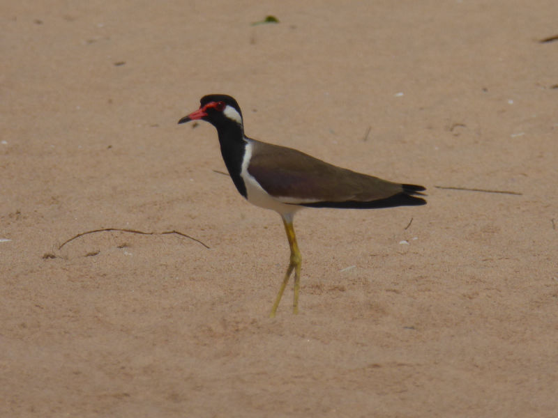 Vogel am Balapitiya Strand
