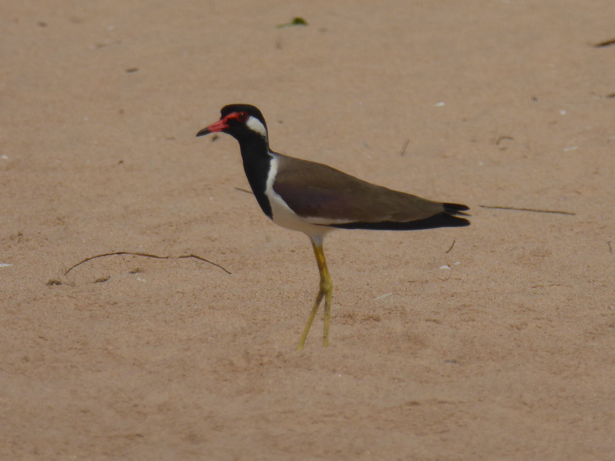 Vogel am Balapitiya Strand