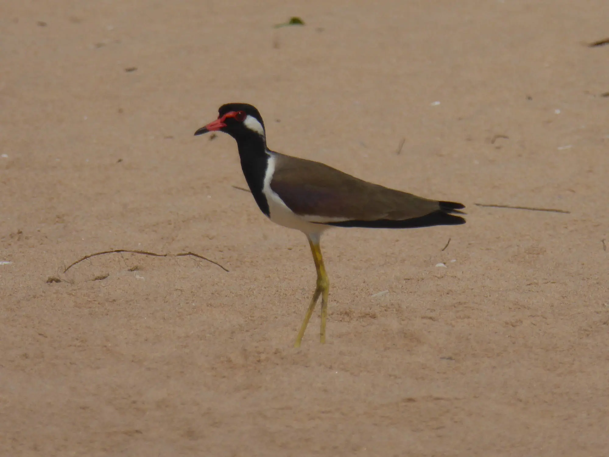 Bird at Balapitiya Beach