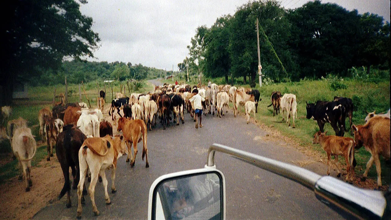 Cattle Herd on the street