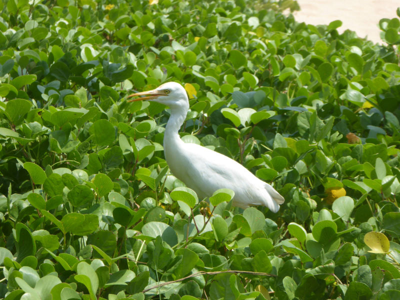 Reiher am Strand, Balapitiya