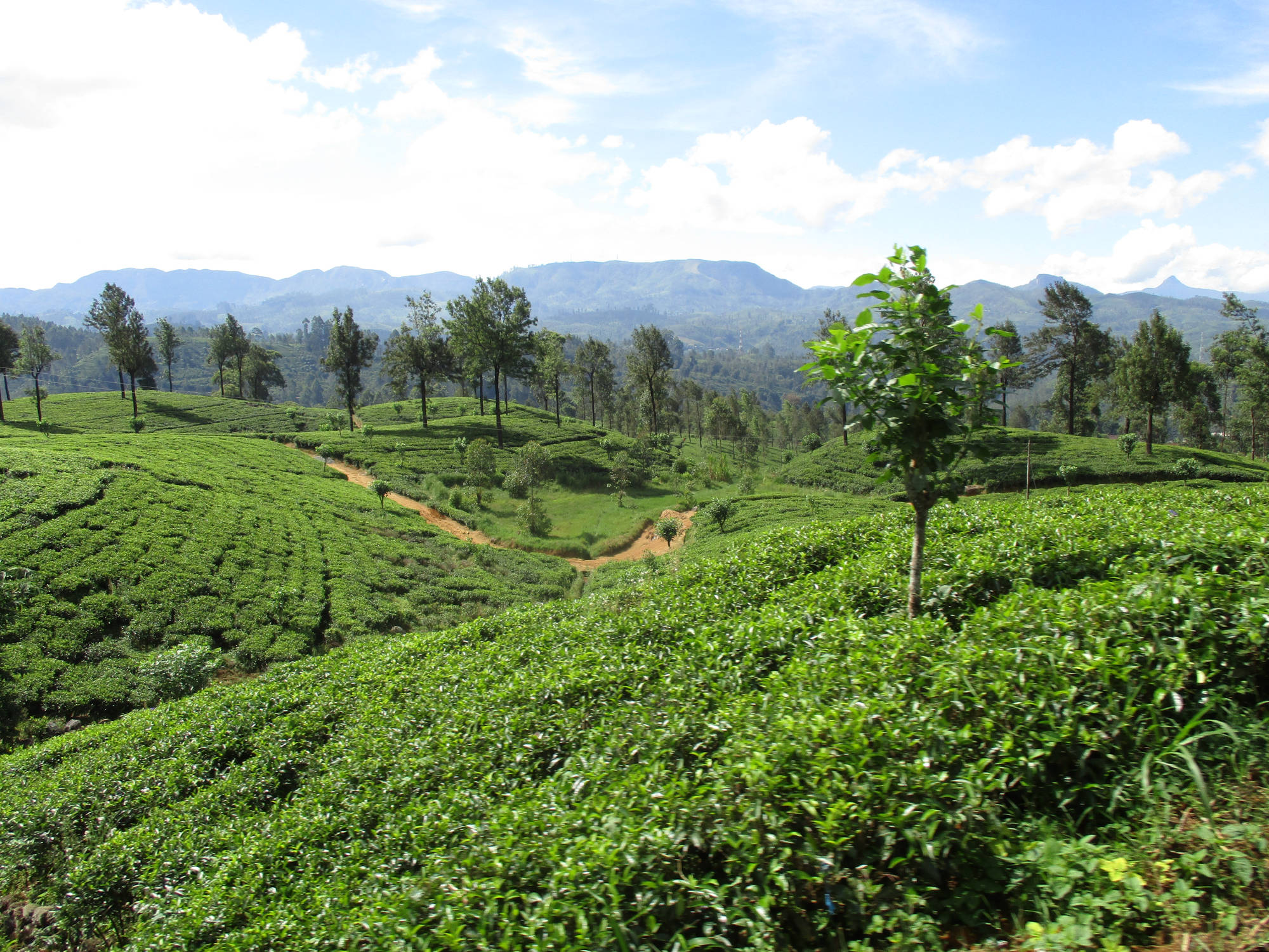 Sri Lanka Hochland, Zugfahrt von Peradeniya nach Nanu-Oya
