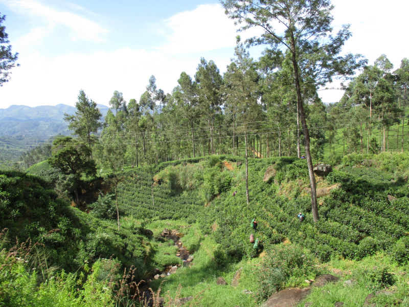 Sri Lanka Hochland, Zugfahrt von Peradeniya nach Nanu-Oya