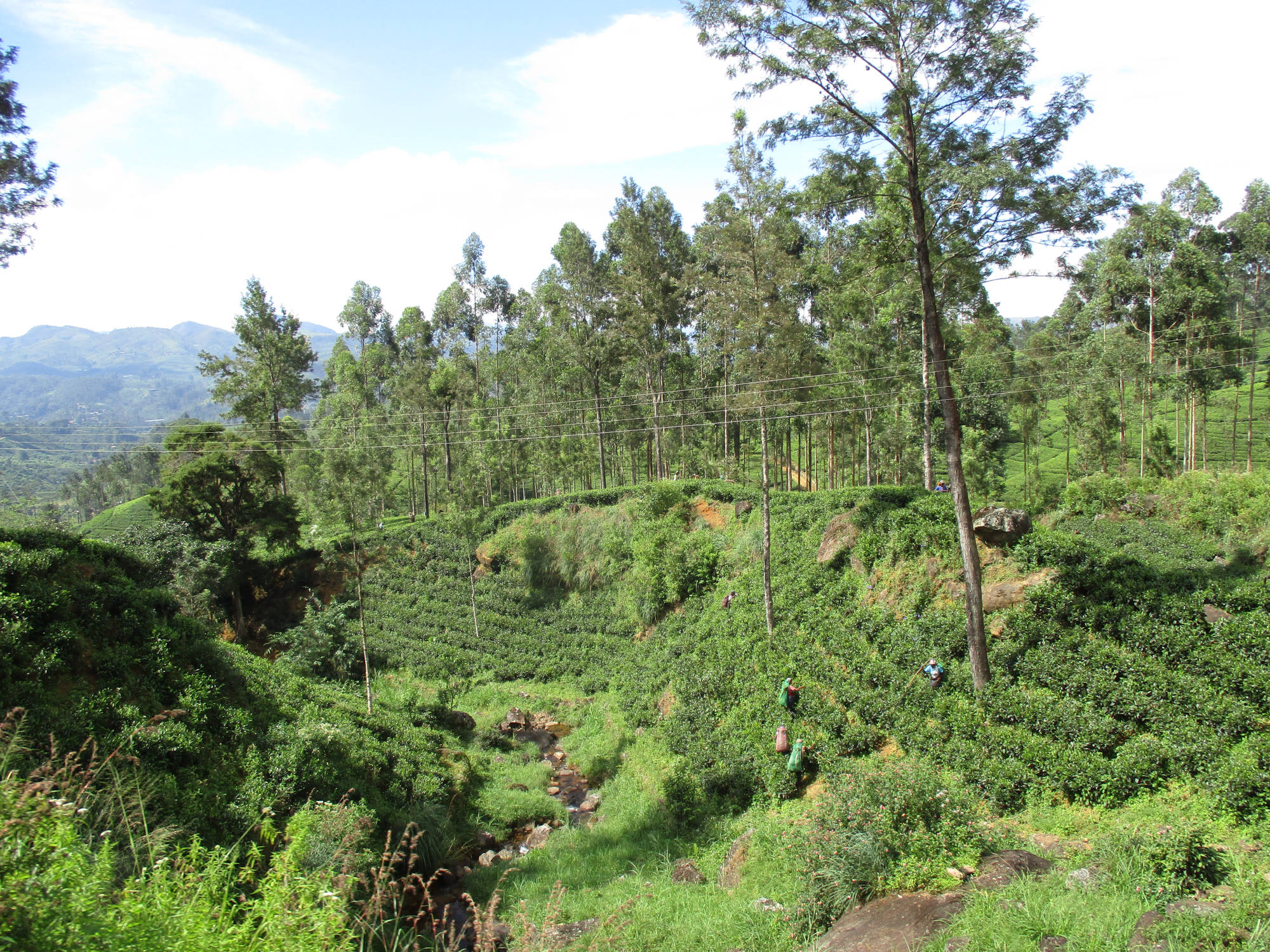 Sri Lanka Hochland, Zugfahrt von Peradeniya nach Nanu-Oya