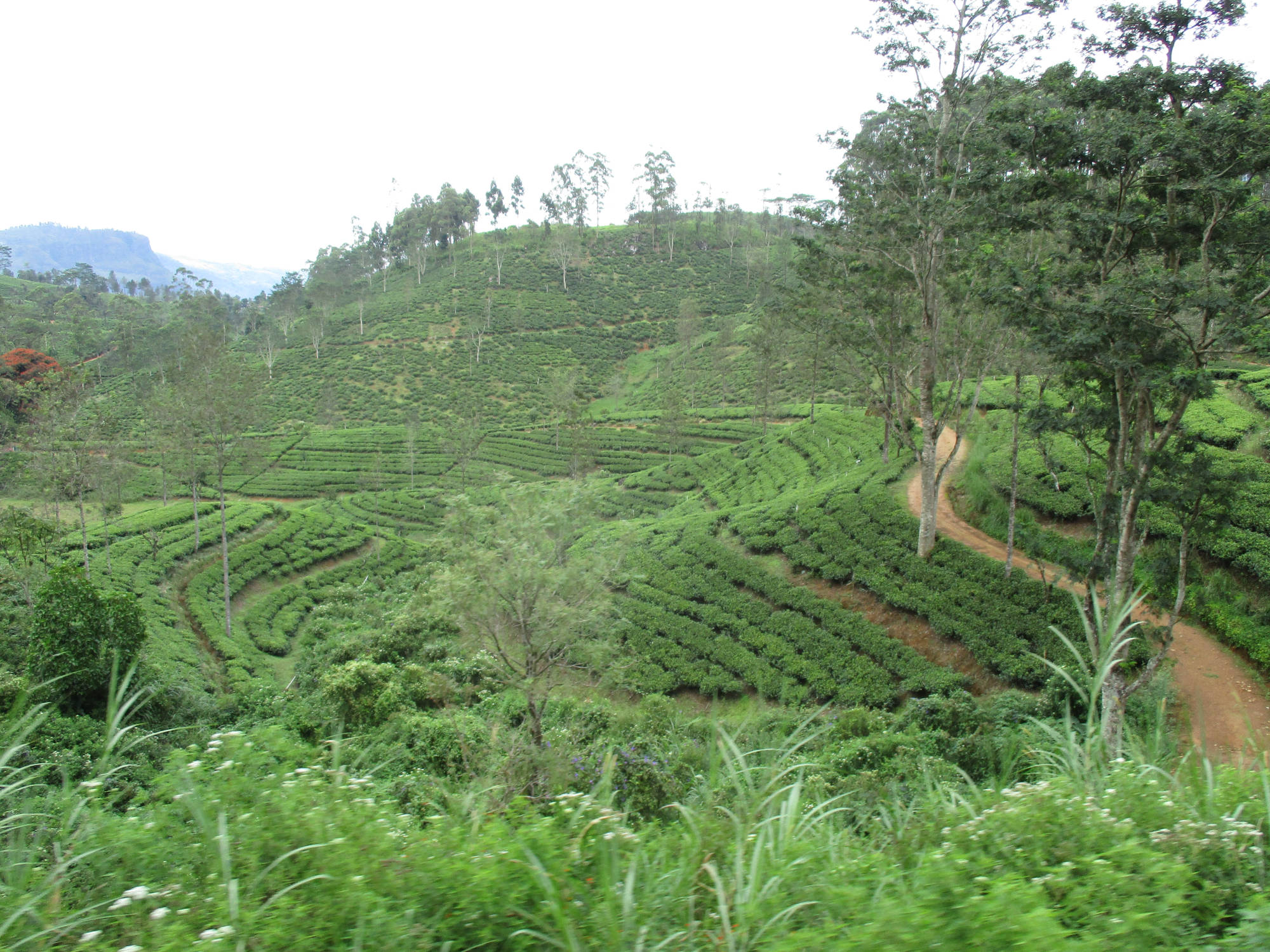 Sri Lanka Hochland, Zugfahrt von Peradeniya nach Nanu-Oya