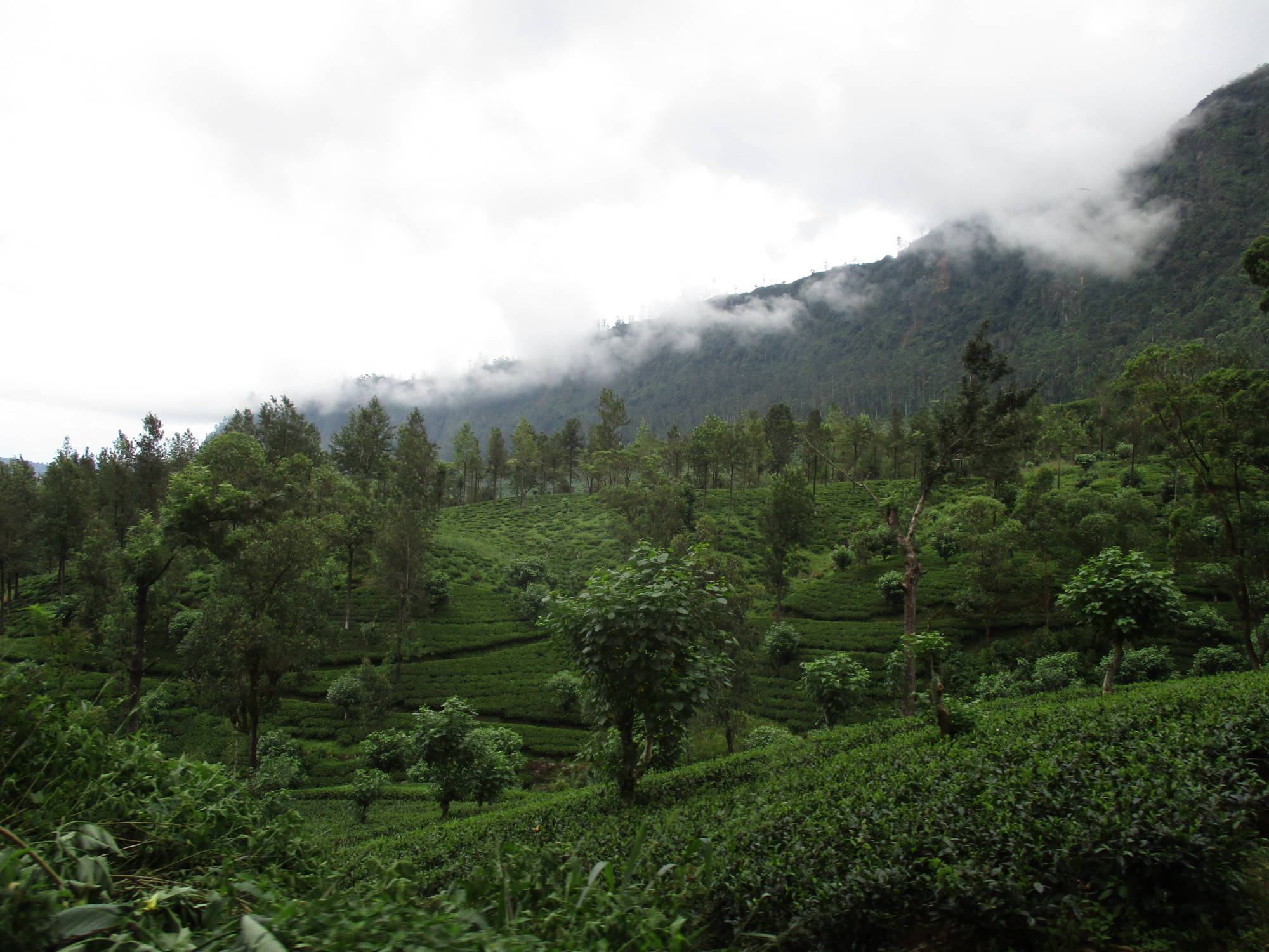 Sri Lanka Hochland, Zugfahrt von Peradeniya nach Nanu-Oya