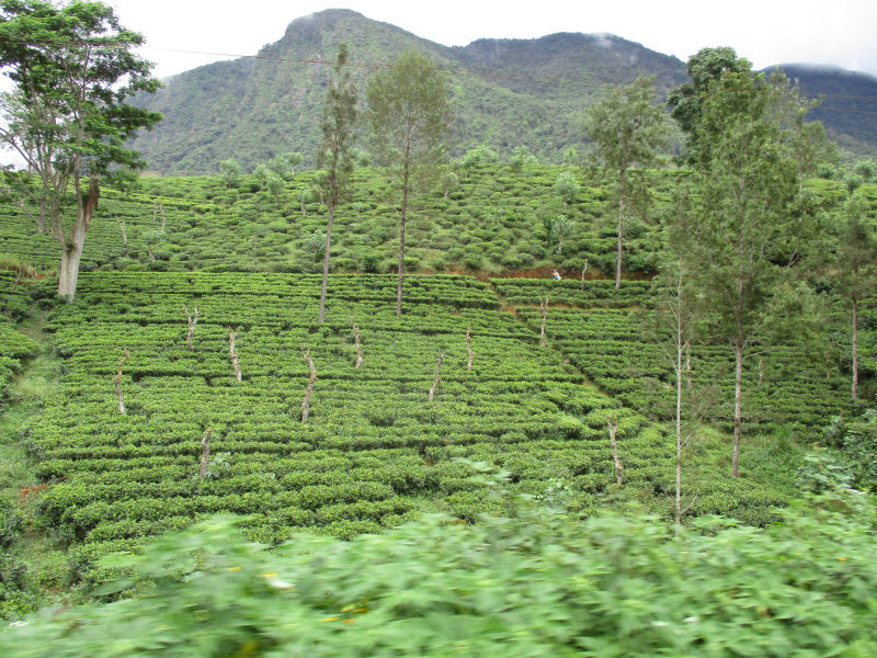 Sri Lanka Hochland, Zugfahrt von Peradeniya nach Nanu-Oya