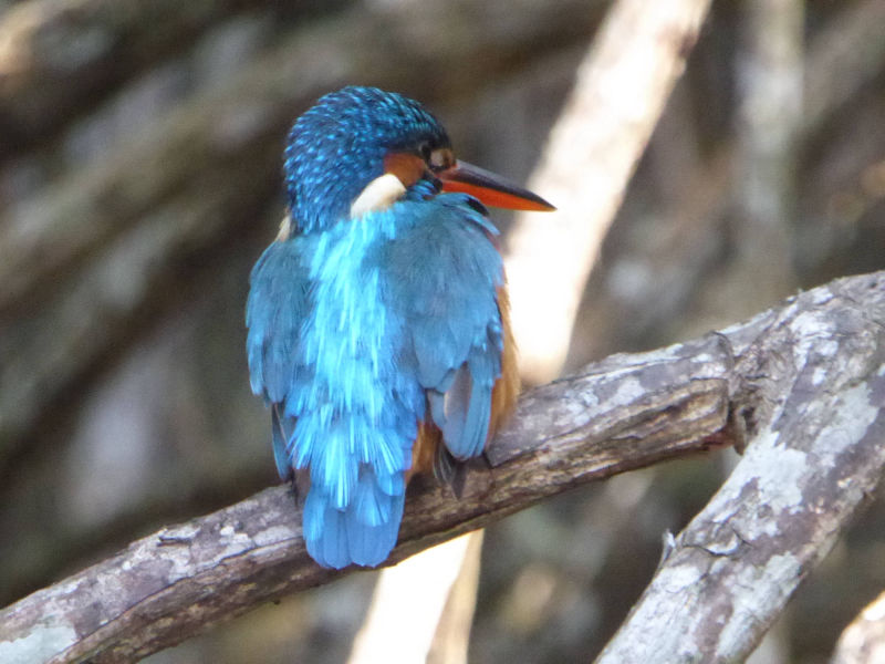Eisvogel
