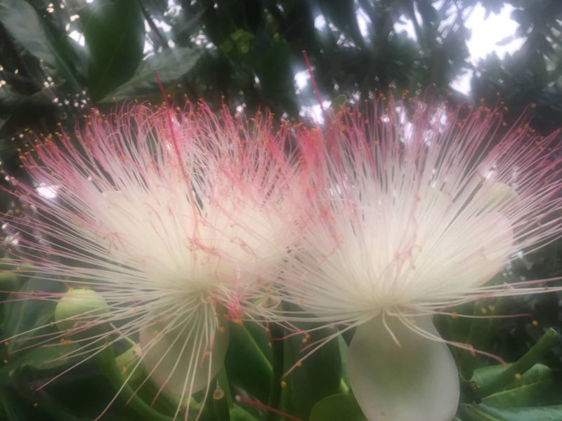 Mudillabaum Blüten im Garten