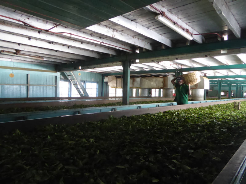 Tee Fermentierung, Nuwara Eliya