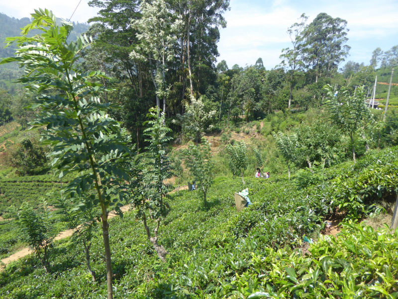 Teepflückerinnen, Nuwara Eliya