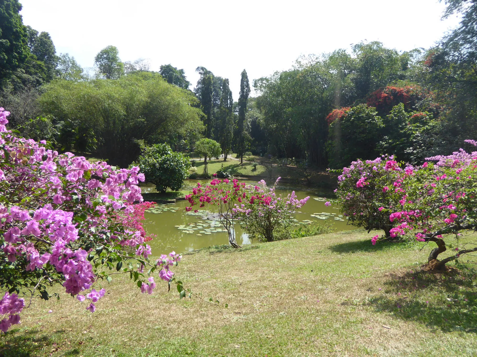 Peradenya Botanical Garden