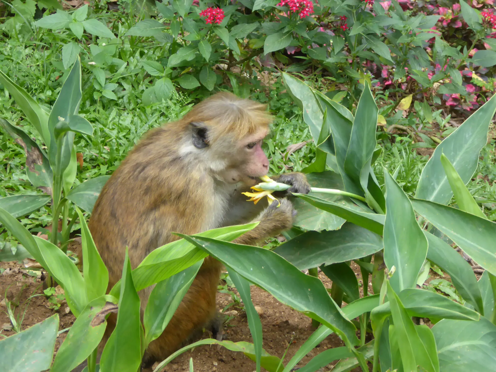Peradenya: Monkey in the Botanical Garden