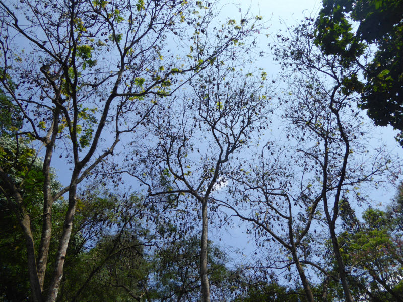 Peradeniya: Schlafende Flughunde