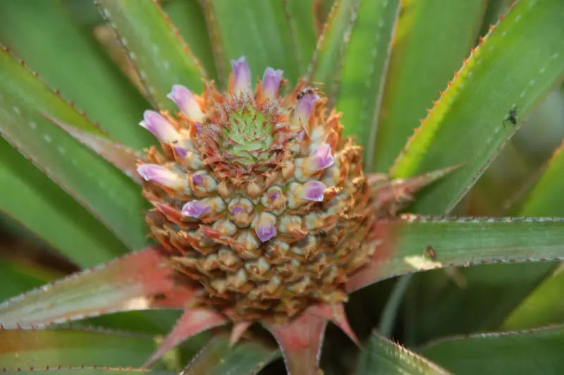 Pineapple Plant in Blossom