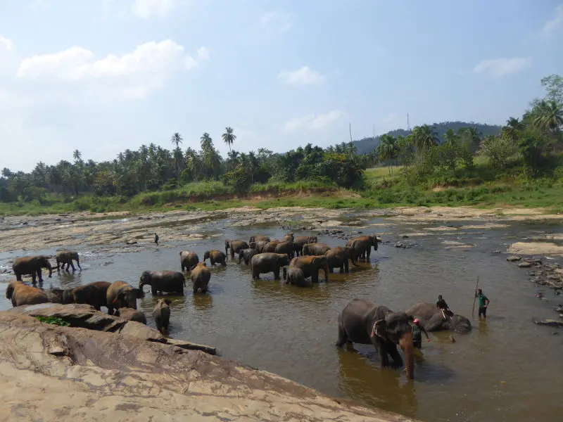 Pinnawala Elephant Orphanage: Elephant bath in the Maha Oya-River