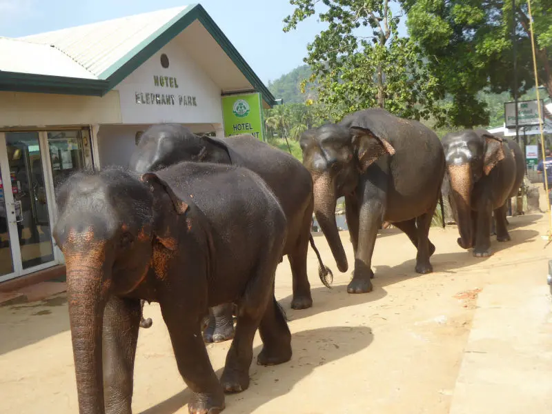 Pinnawala Elephant Orphanage: Elephants led to the river