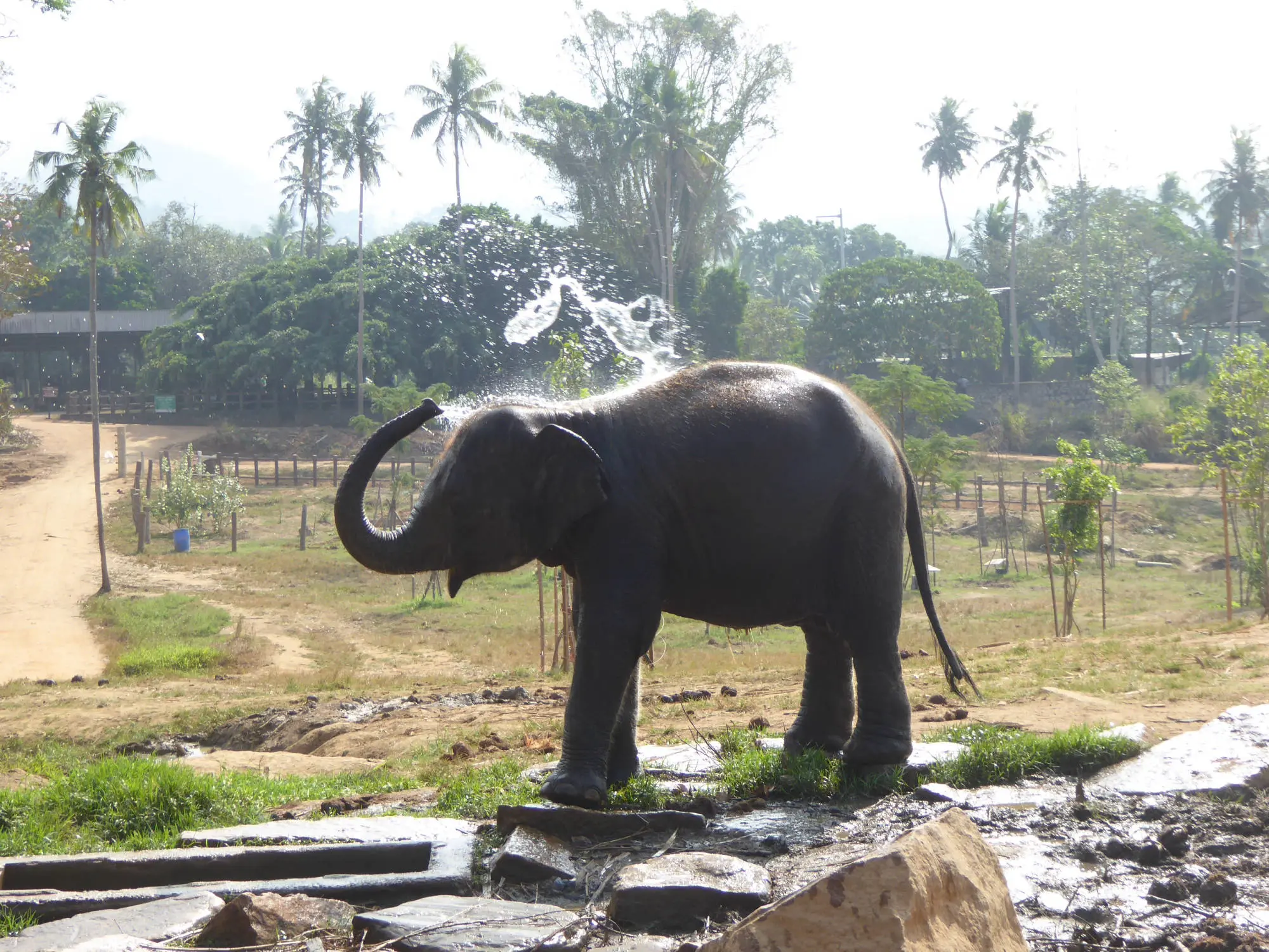 Pinnawala Elephant Orphanage: Baby Elephant
