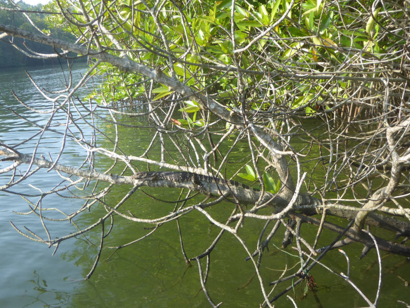 Reptil, Bentota Fluß