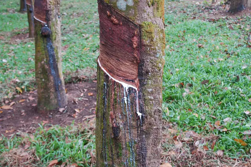 Rubber Extraction