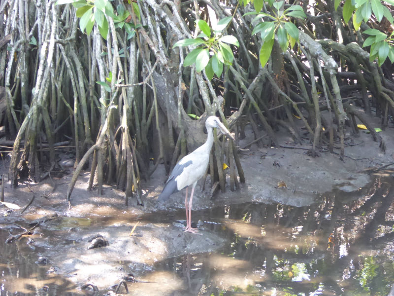 Storch am Bentota Fluß
