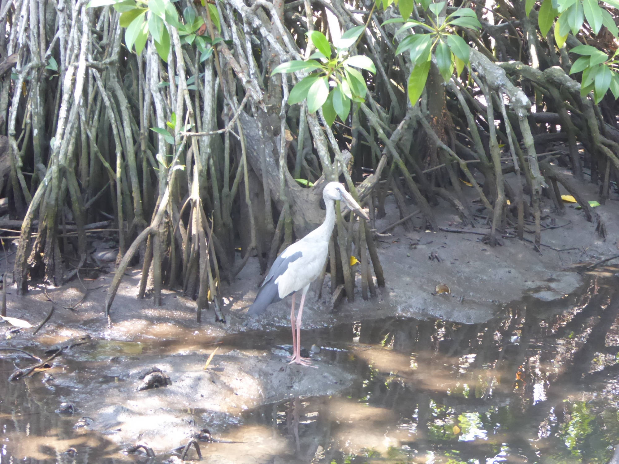 Storch am Bentota Fluß