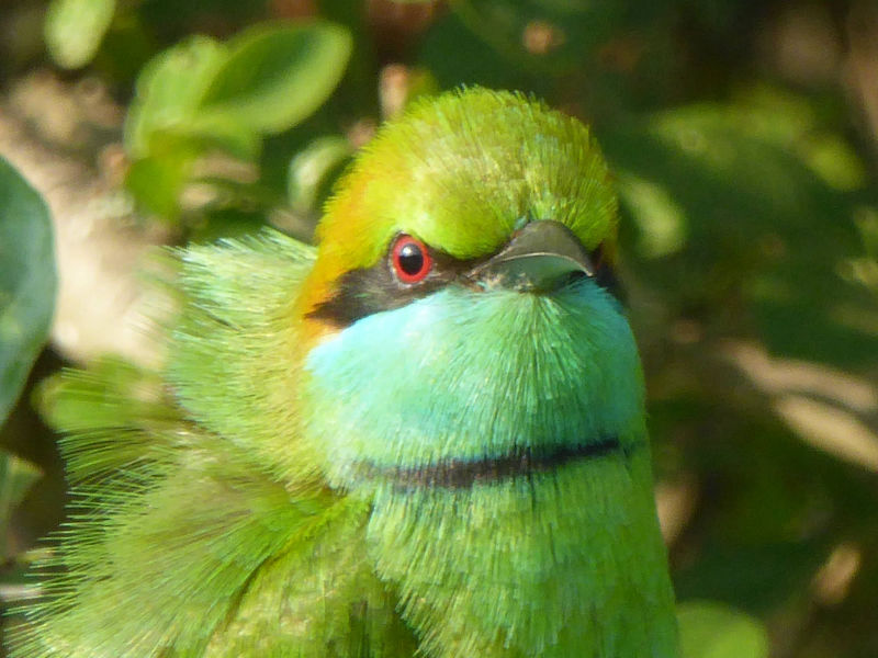 Vogel, Yala Nationalpark