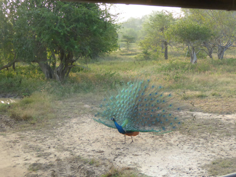 Pfau, Yala Nationalpark