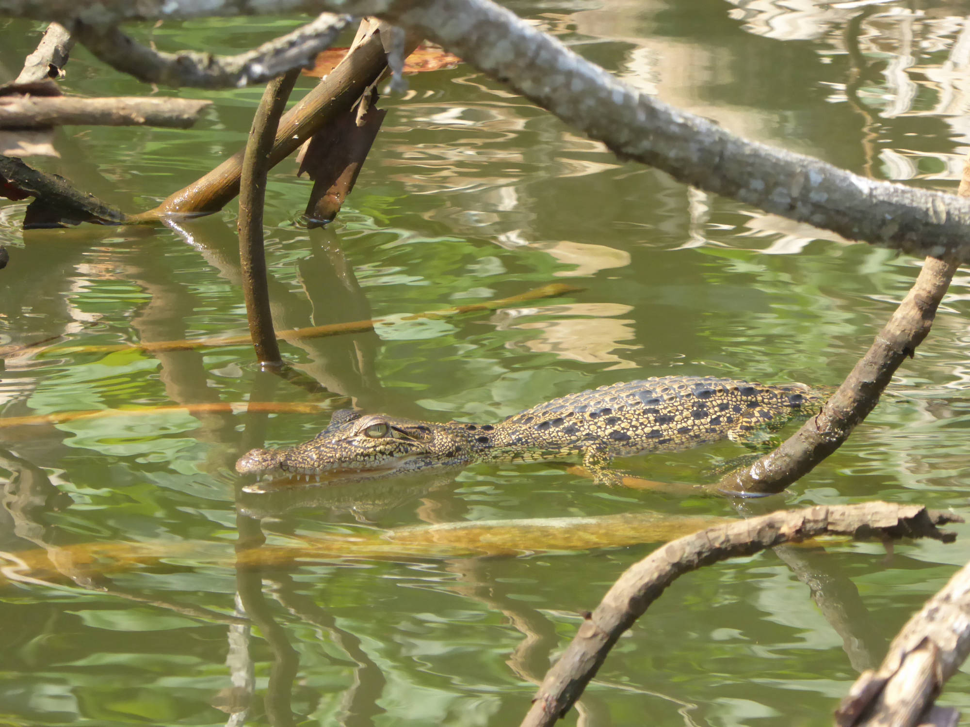 Krokodil, Bentota Fluß