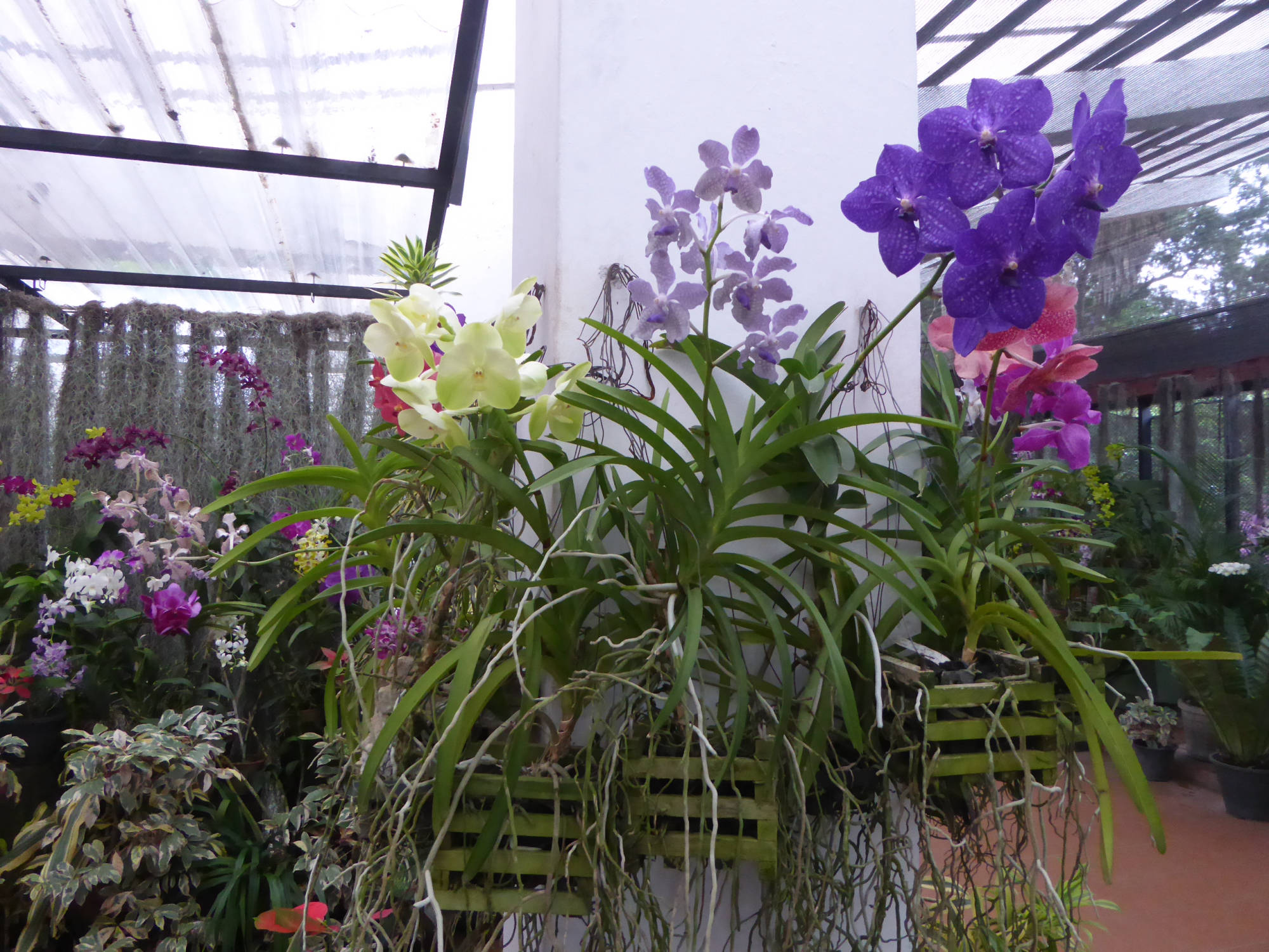 Peradenya: Orchideenhaus im Botanischen Garten
