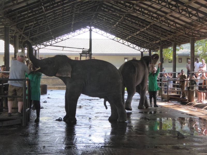 Pinnawala Elefantenwaisenhaus: Fütterung