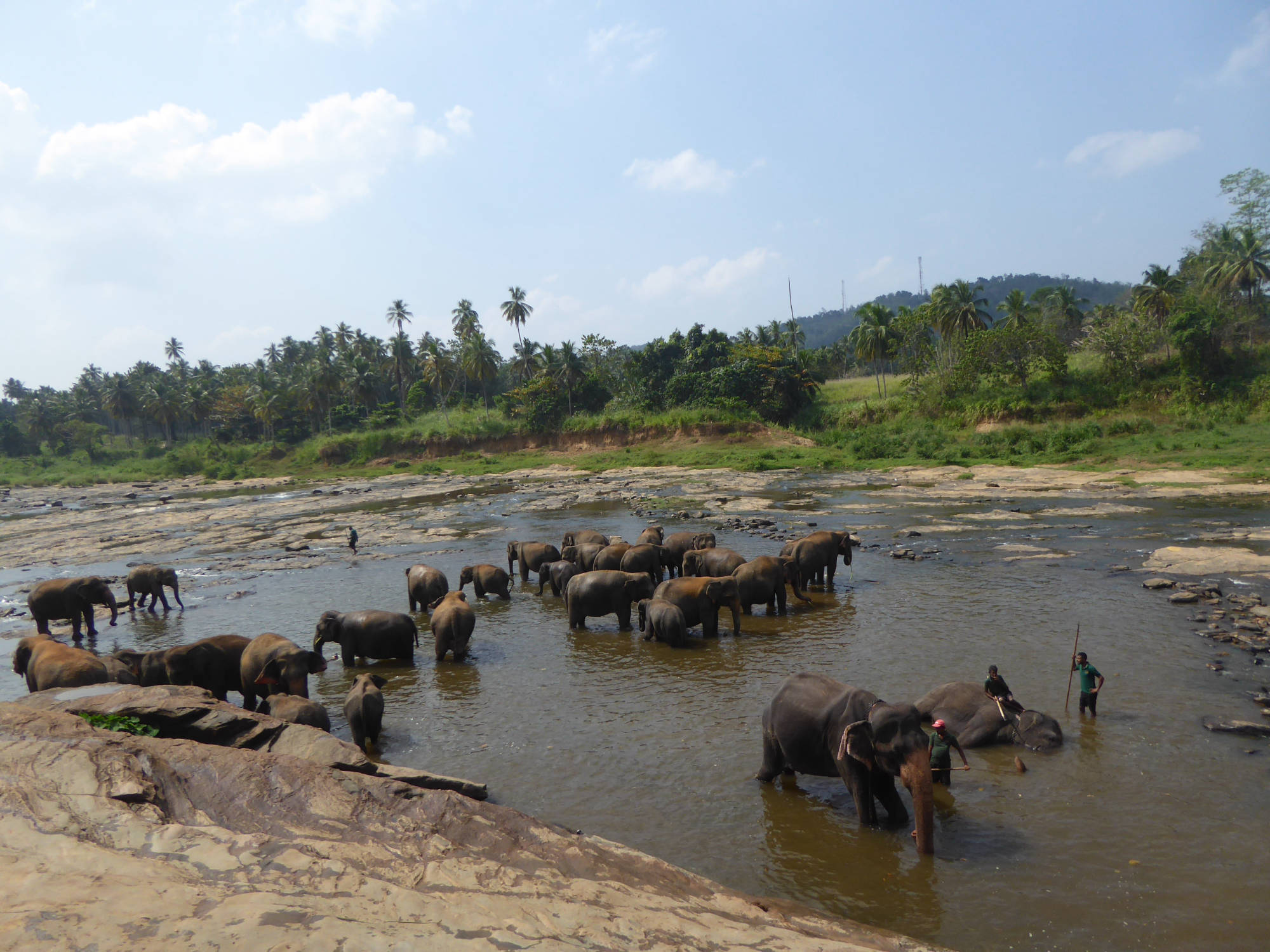 Pinnawala Elefantenwaisenhaus: Elefantenbad im Maha Oya-Fluß