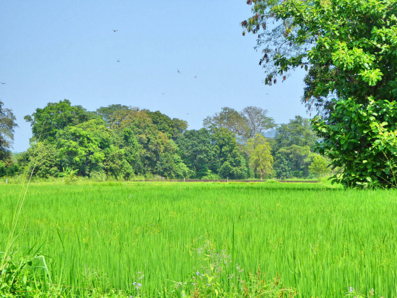 Reisfelder - kein Grün gleicht ihrem Grün