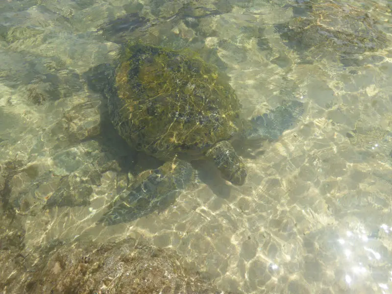  Freilebende Wasserschildkröte