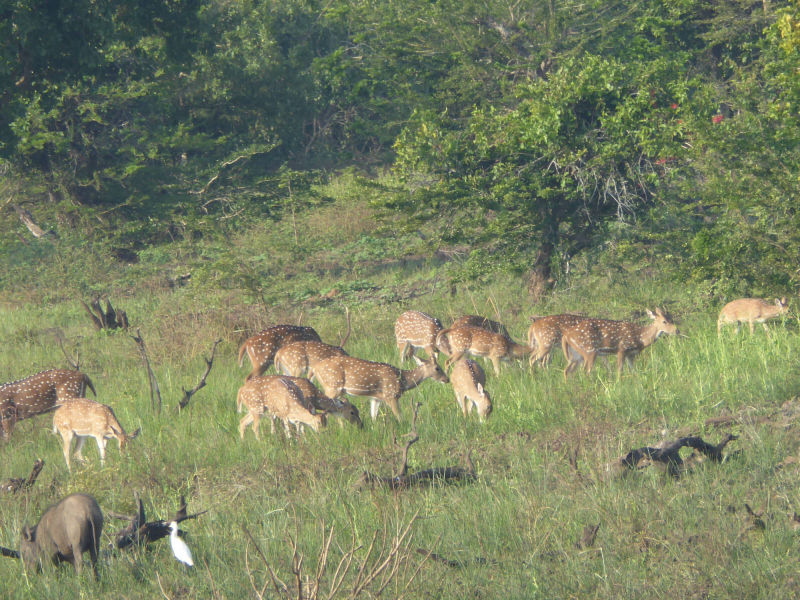 Rehe, Yala Nationalpark