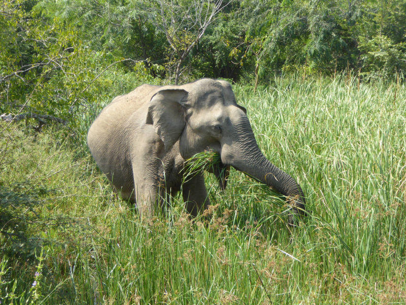 Wilder Elefant, Yala Nationalpark